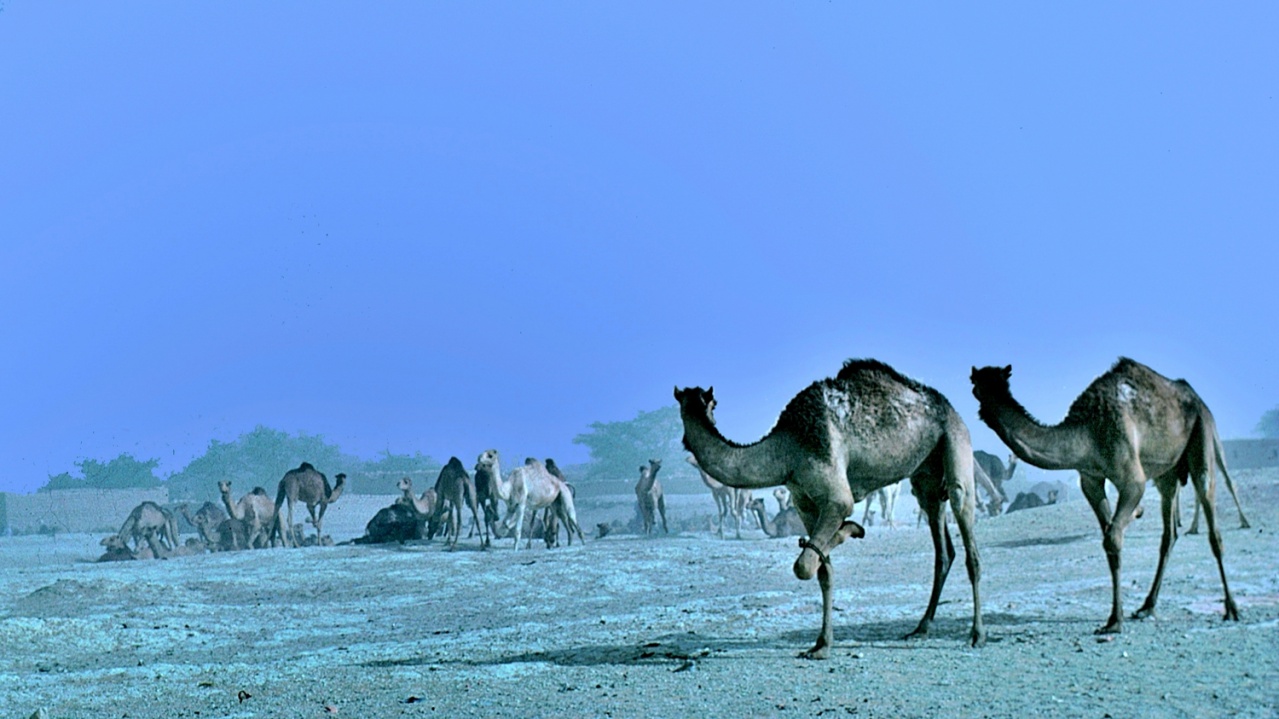 004-Vent de sable 004-Vent de sable