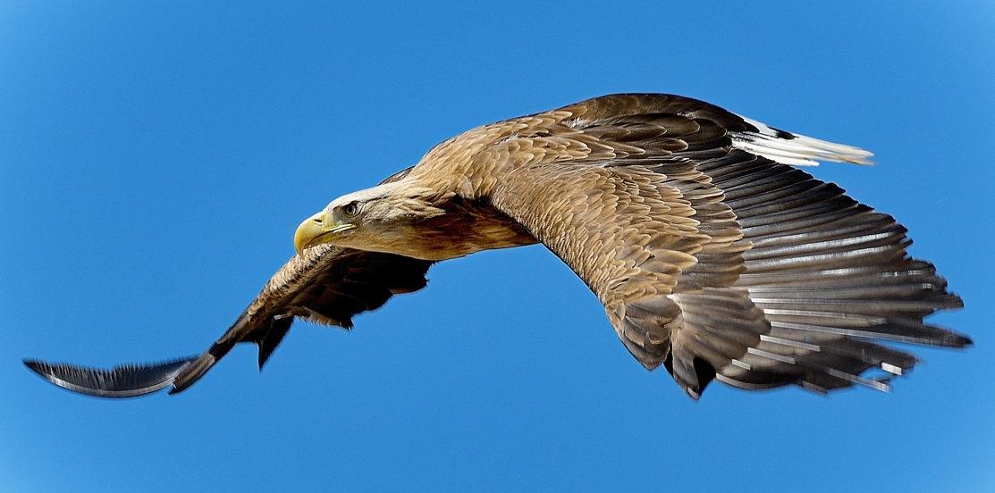 Aigle -2016-07-19-234-A © Yvan Marcou Aigle -2016-07-19-234-A © Yvan Marcou