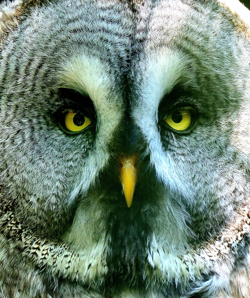 Le hibou-2016-07-19-041 - A © Yvan Marcou Le hibou-2016-07-19-041 - A © Yvan Marcou