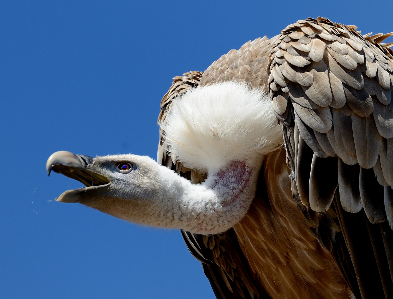 Vautour fauve -2016-07-19-304-A © Yvan Marcou Vautour fauve -2016-07-19-304-A © Yvan Marcou