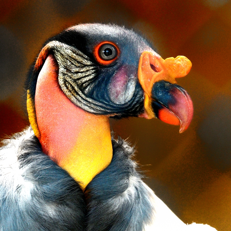 Vautour pape 2016-07-19 - A © Yvan Marcou Vautour pape 2016-07-19 - A © Yvan Marcou