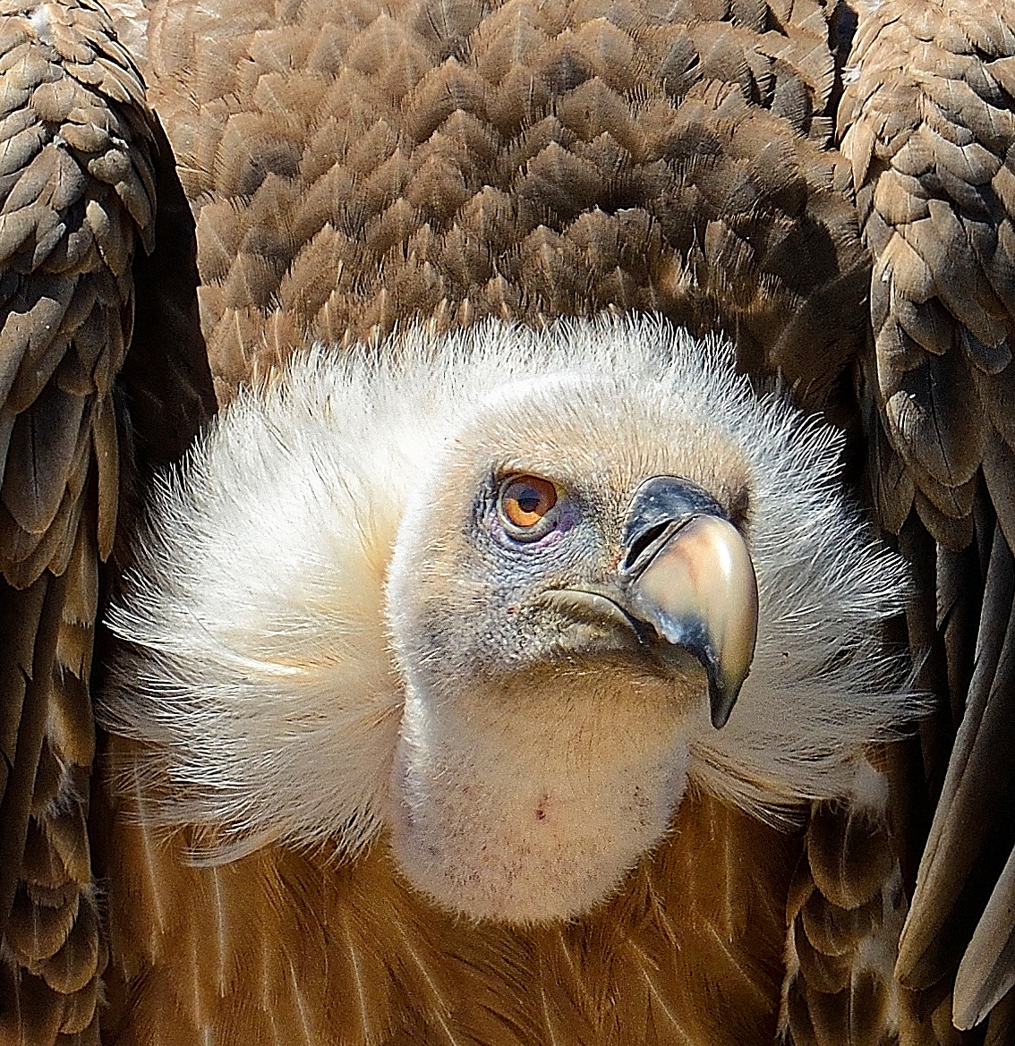 Vautour fauve -2016-07-19-298-A © Yvan Marcou Vautour fauve -2016-07-19-298-A © Yvan Marcou