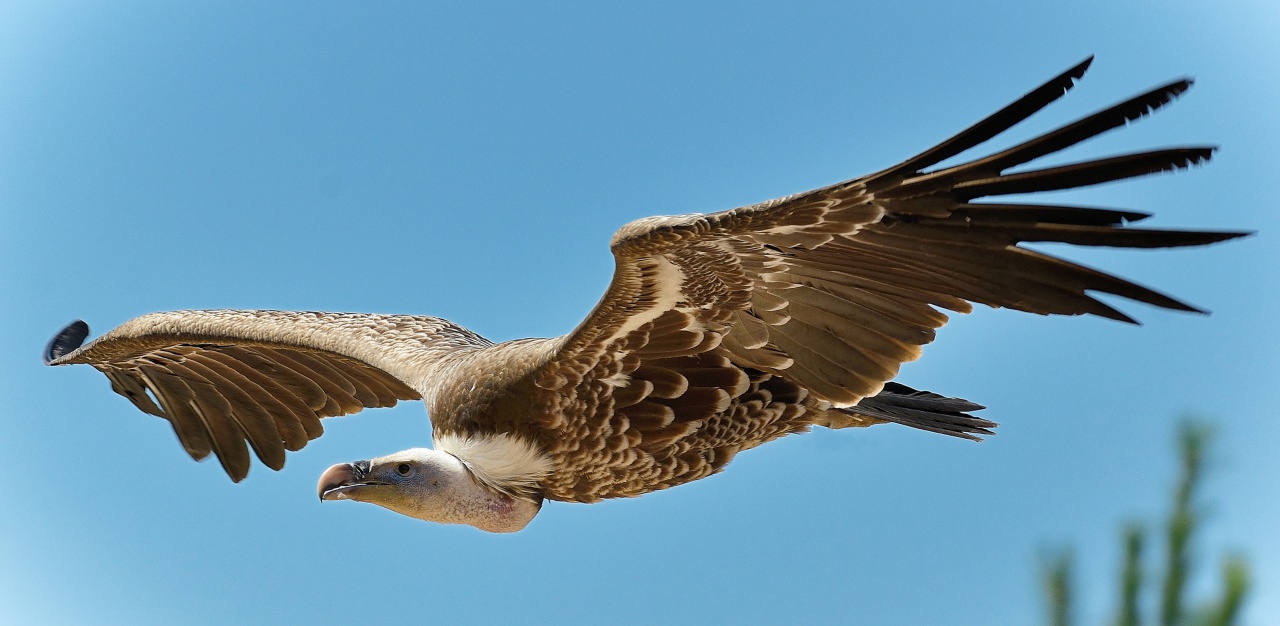 Vautour fauve-2016-07-19-296-A © Yvan Marcou Vautour fauve-2016-07-19-296-A © Yvan Marcou