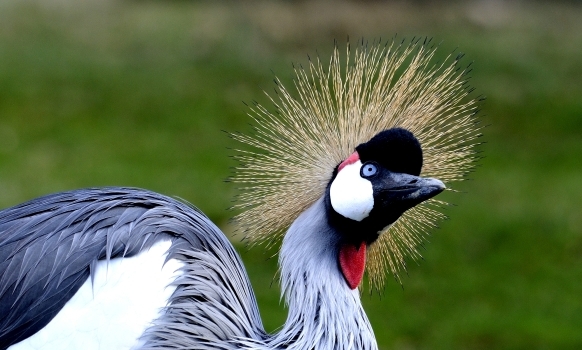 003-Grues-2013-10-29 © Yvan Marcou 003-Grues-2013-10-29 © Yvan Marcou