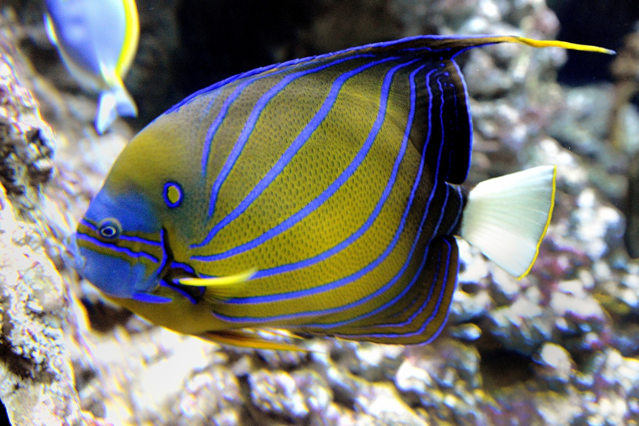 Aquarium-08-18-2017-062 © Yvan Marcou Aquarium-08-18-2017-062 © Yvan Marcou