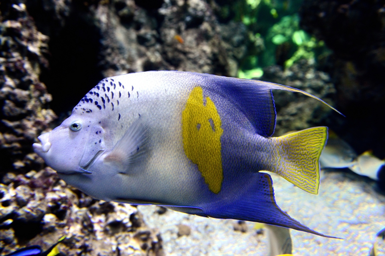 Aquarium-08-18-2017-070 © Yvan Marcou Aquarium-08-18-2017-070 © Yvan Marcou