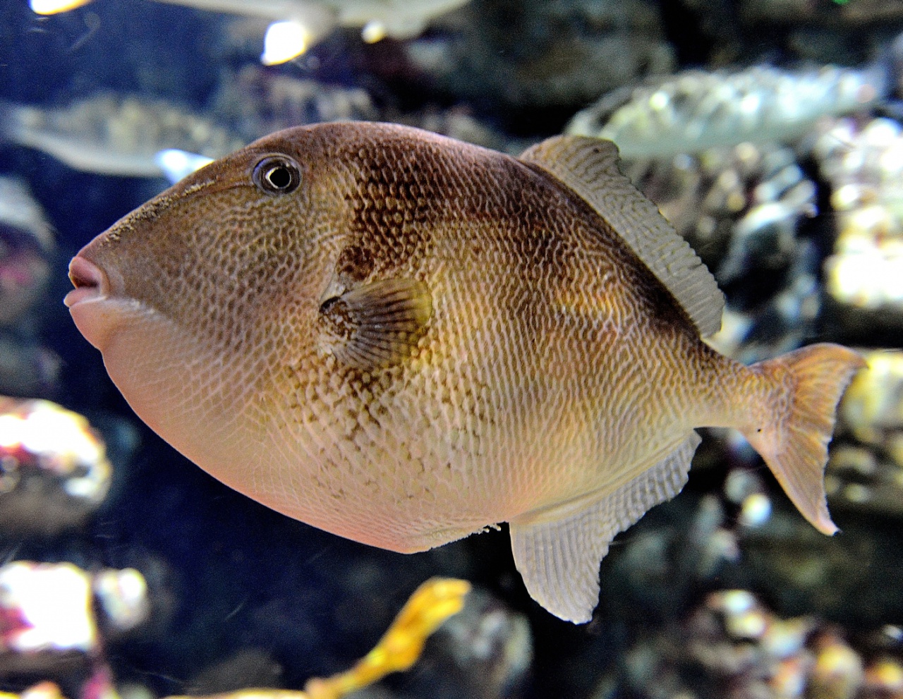 Aquarium-08-18-2017-027 - A © Yvan Marcou Aquarium-08-18-2017-027 - A © Yvan Marcou