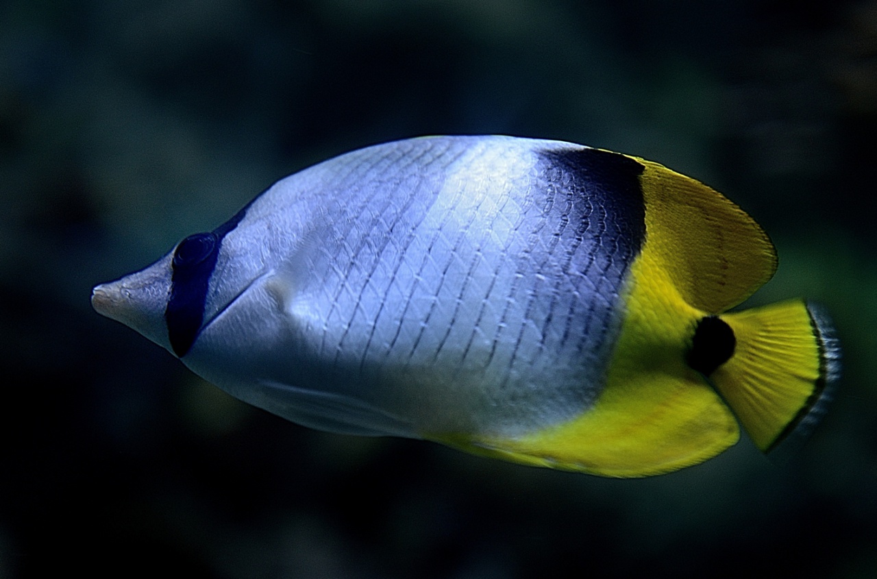 Aquarium-08-18-2017-056 -A© Yvan Marcou Aquarium-08-18-2017-056 -A© Yvan Marcou